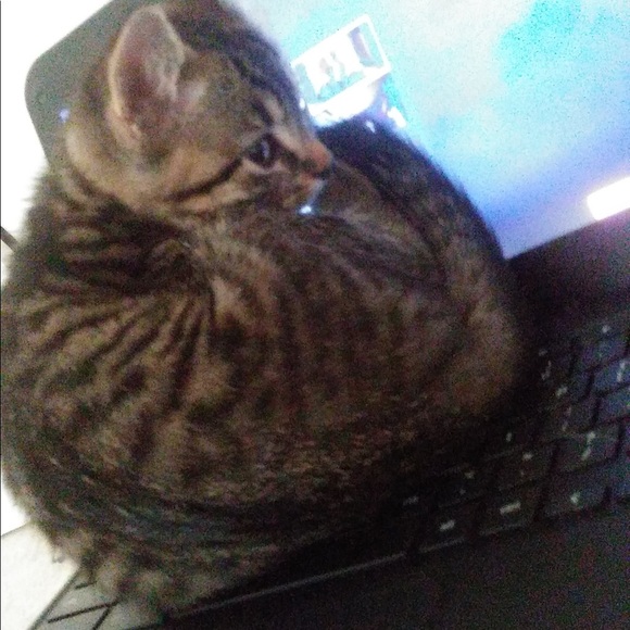 Meet your Posher, Tresherlyn - Picture 1 of 1